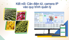 Phần mềm quản lý thu mua kết nối cân điện tử, camera IP 