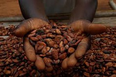 Cacao Đắk Lắk - Không chỉ là đồ uống mà còn là câu chuyện của người Tây Nguyên 