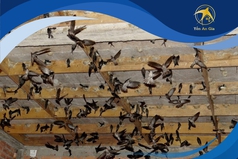 Yến thô và yến tinh chế khác nhau như thế nào 