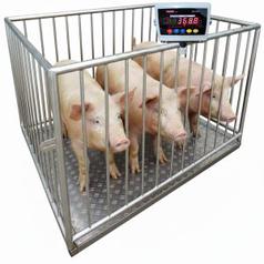 Cân trâu bò heo 500kg - 1000kg có lồng chắn - sẵn HN 