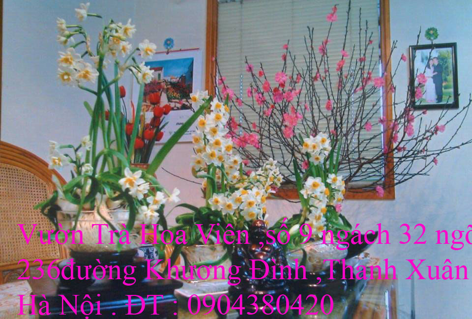 5 Bán hoa Thủy Tiên Bonsai gọt trổ thành tác phẩm hoa đẹp đón Tết Quý Mão 2023