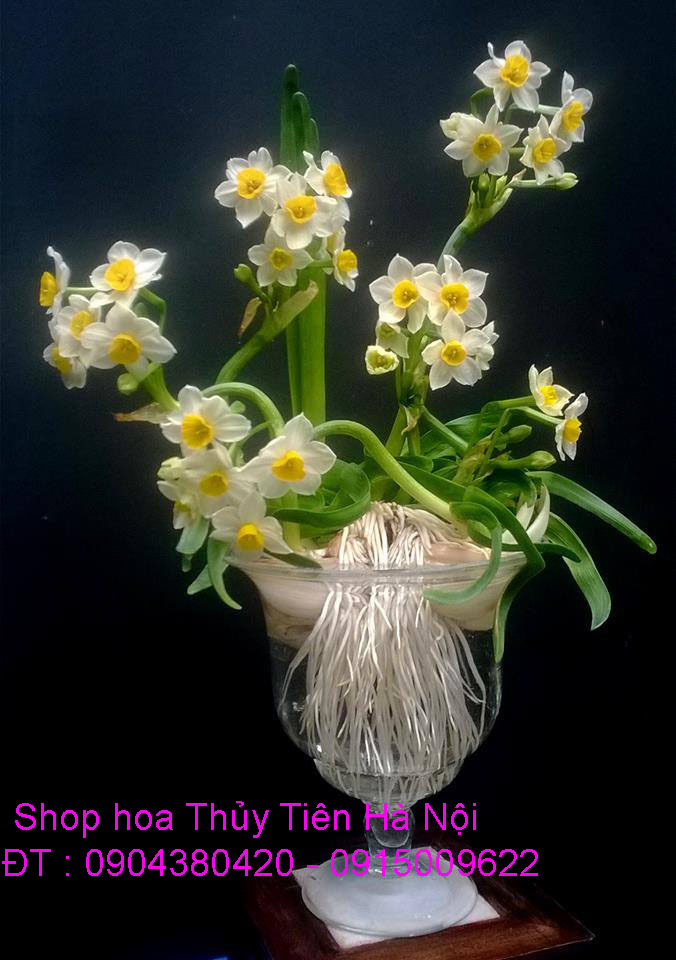 3 Bán hoa Thủy Tiên nghệ thuật Bonsai nở hoa đẹp cùng hương thơm thanh khiết đón năm mới Quý Mão 2023