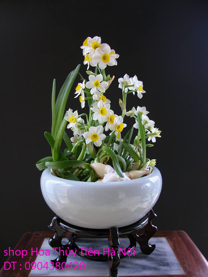 1 Bán hoa Thủy Tiên nghệ thuật Bonsai nở hoa đẹp cùng hương thơm thanh khiết đón năm mới Quý Mão 2023