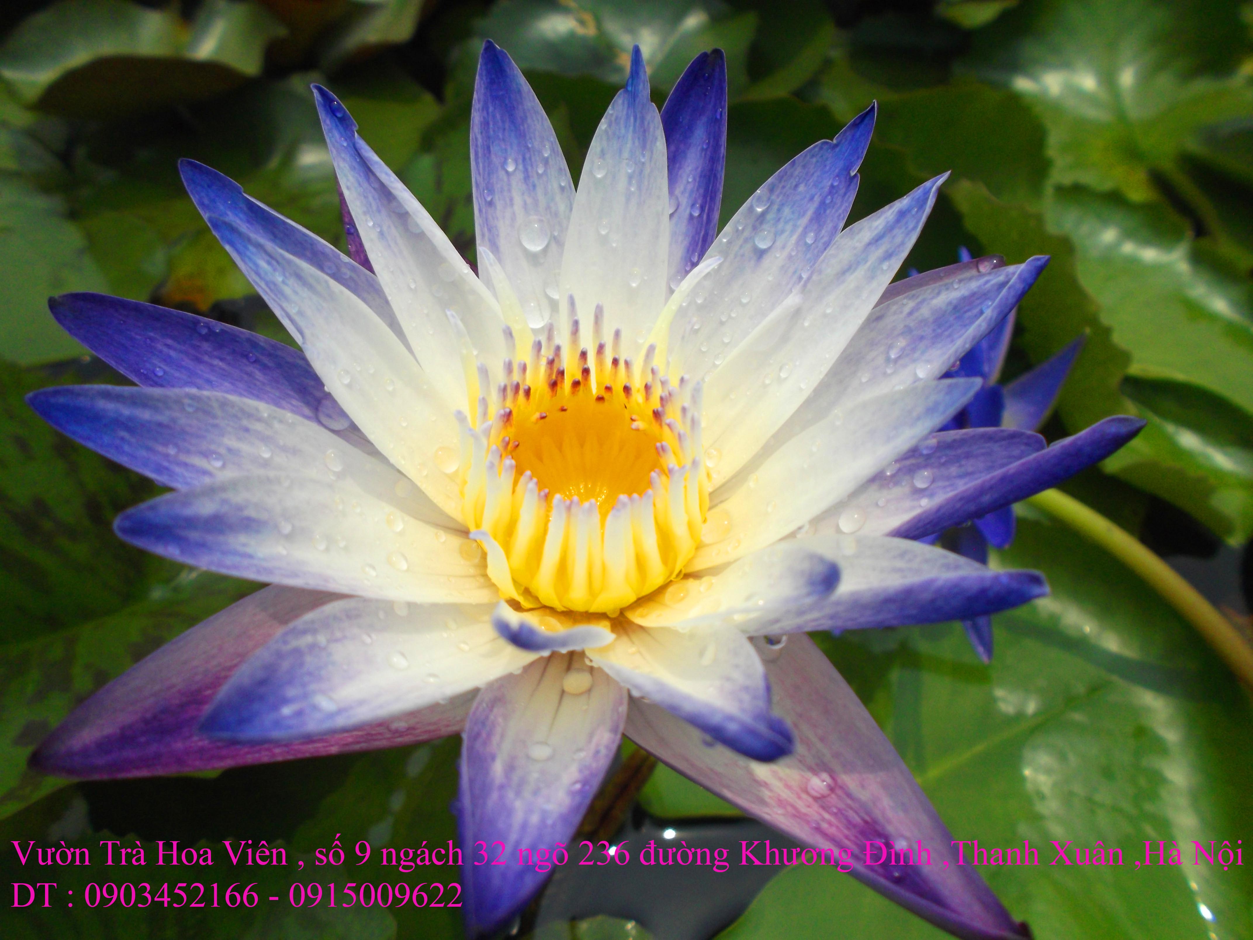 1 Bán hoa Súng Thái Lan , Mỹ , Úc với 120 màu sắc đẹp nở hoa bốn mùa Xuân , Hạ , Thu , Đông