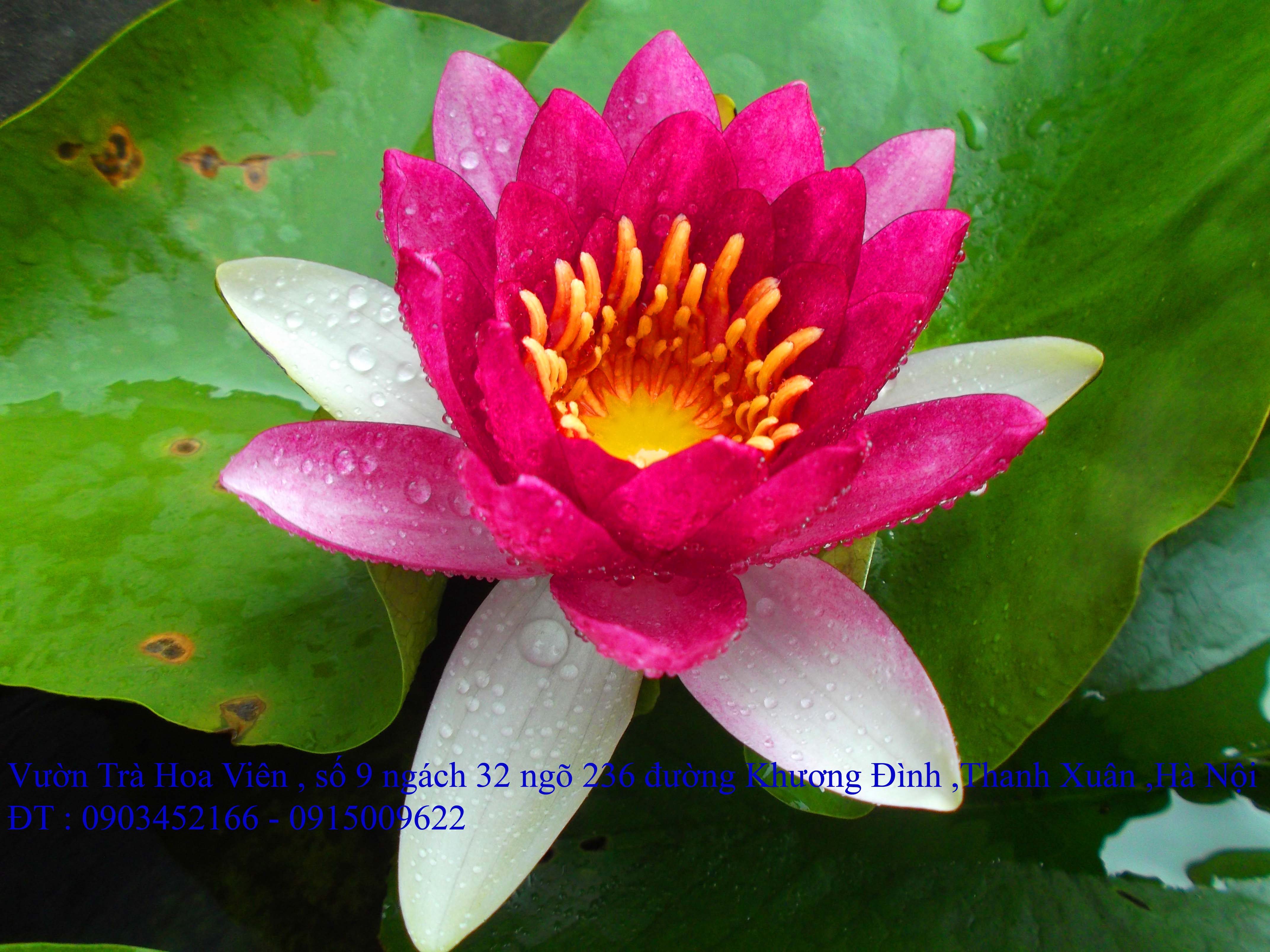 Bán hoa Súng Thái Lan , Mỹ , Úc với 120 màu sắc đẹp nở hoa bốn mùa Xuân , Hạ , Thu , Đông
