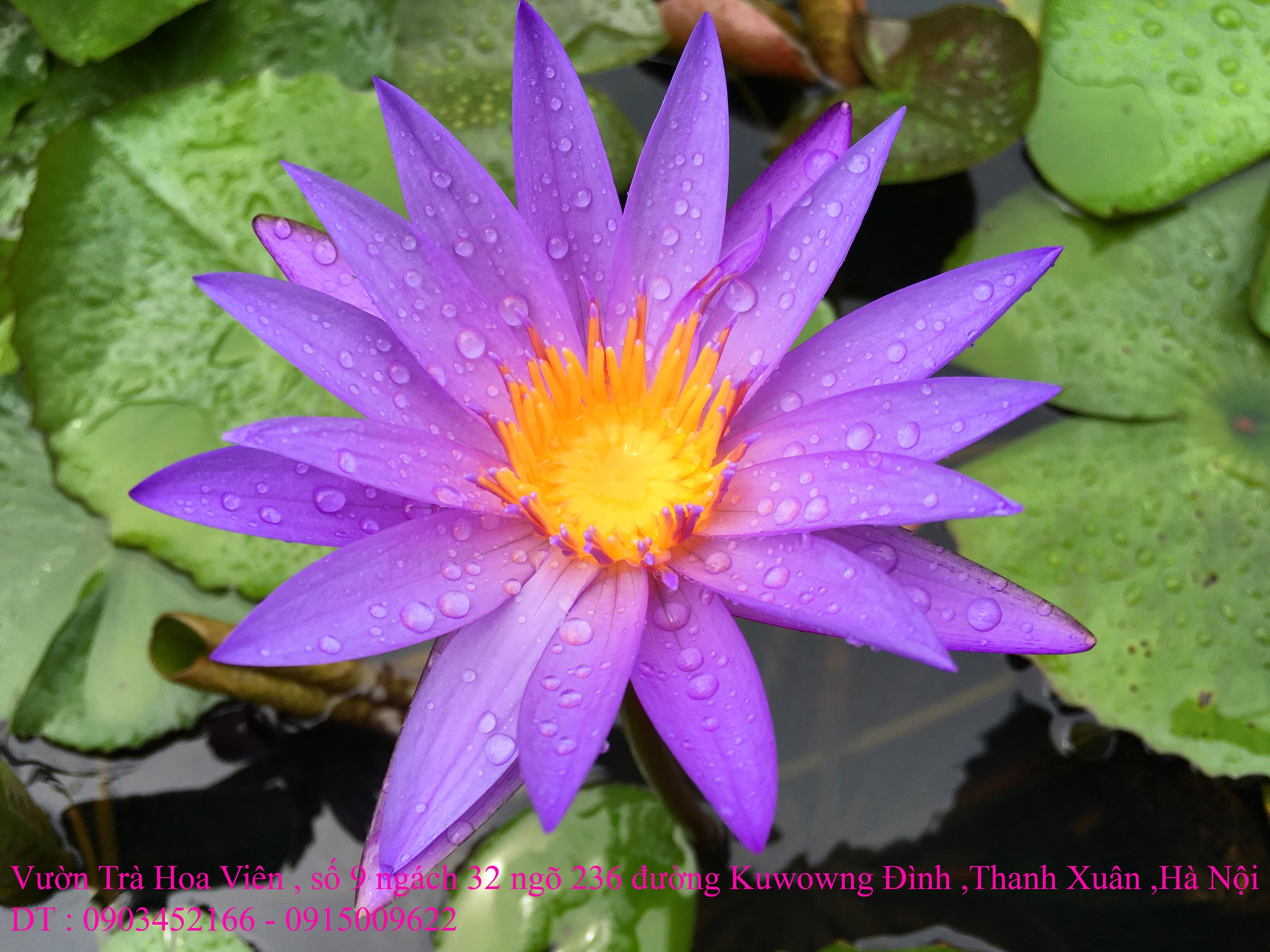 3 Bán hoa Súng Thái Lan , Mỹ , Úc với 120 màu sắc đẹp nở hoa bốn mùa Xuân , Hạ , Thu , Đông