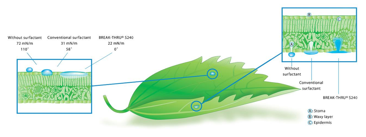 Siêu trải bề mặt tăng bám dính phân bón lá và thuốc trừ sâu Break-Thru S 240 từ Đức Siêu trải bề mặt tăng bám dính phân bón lá và thuốc trừ sâu Break-Thru S 240 từ Đức