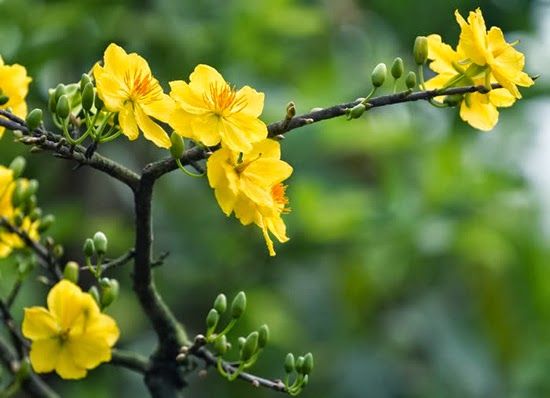 Quy định mang hoa mai khi đi tàu hỏa