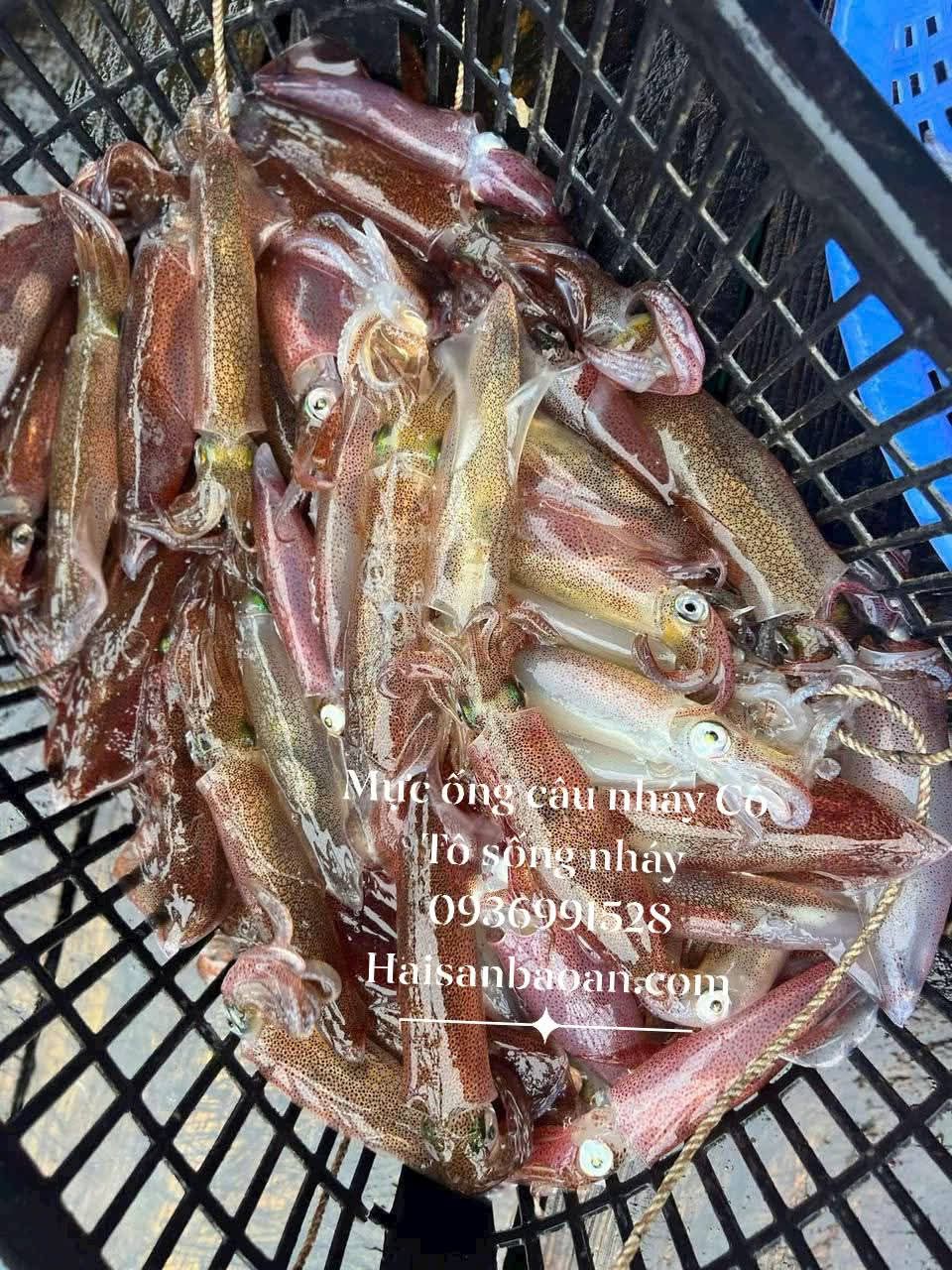 Báo giá mực trứng câu vip ngon tuyển chọn