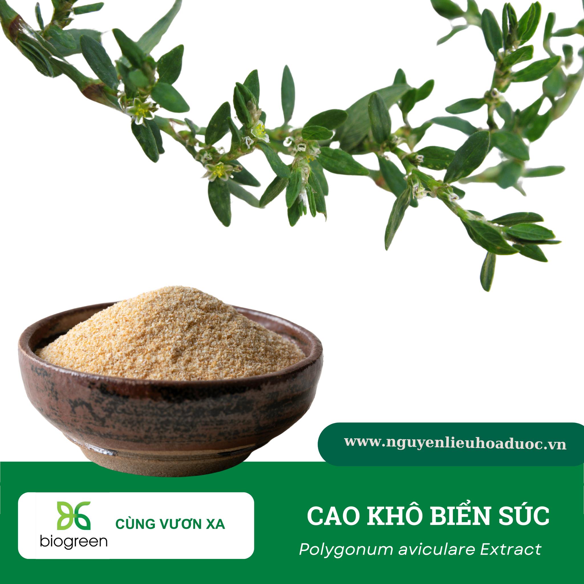 Cao khô biển súc - Vị dược liệu quý giúp lợi tiểu, kháng viêm Cao khô biển súc - Vị dược liệu quý giúp lợi tiểu, kháng viêm