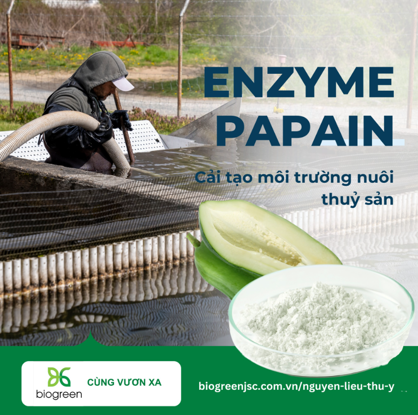 Chuyên cung cấp Papain hoạt lực cao cho TPBVSK, mỹ phẩm, thuốc thủy sản Chuyên cung cấp Papain hoạt lực cao cho TPBVSK, mỹ phẩm, thuốc thủy sản