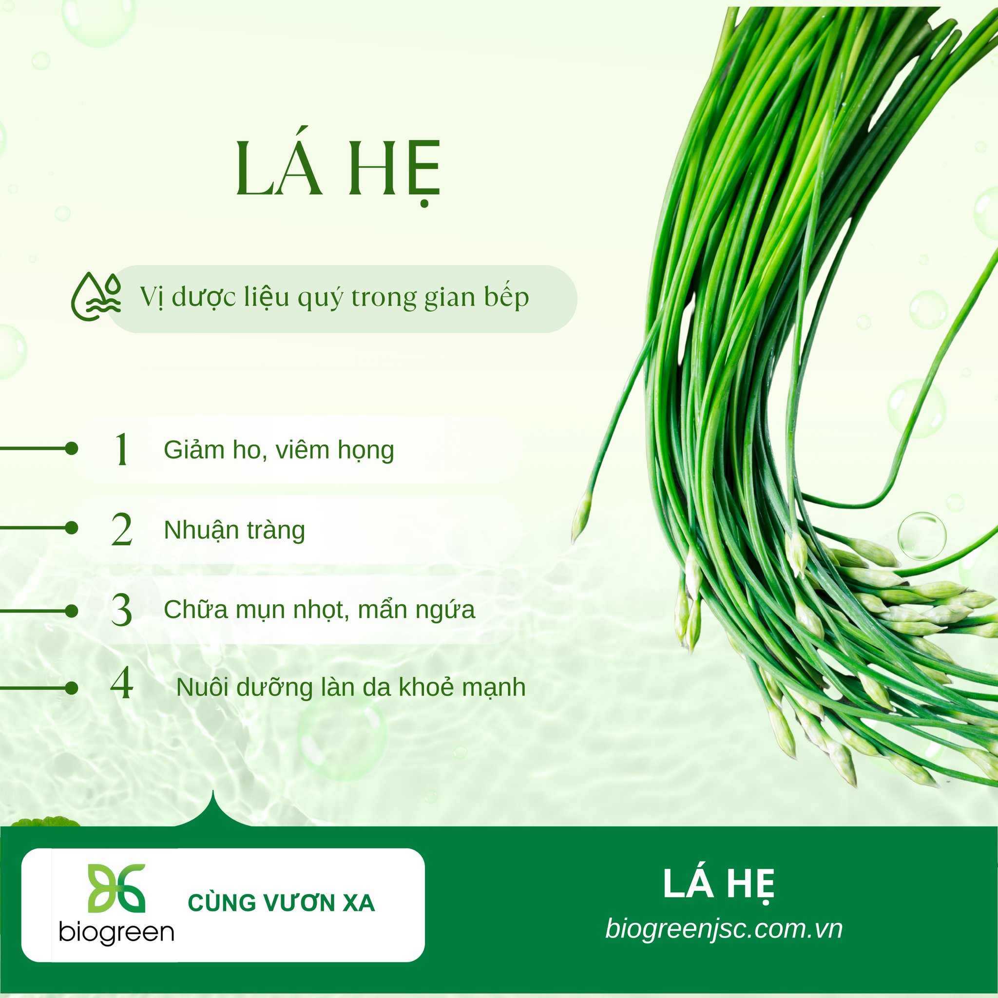 Cung cấp Cao khô Lá hẹ hàng chất lượng cao giá tốt