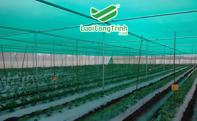 1 Lưới che nắng dệt kim chống nắng