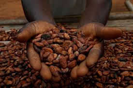 Cacao Đắk Lắk - Không chỉ là đồ uống mà còn là câu chuyện của người Tây Nguyên