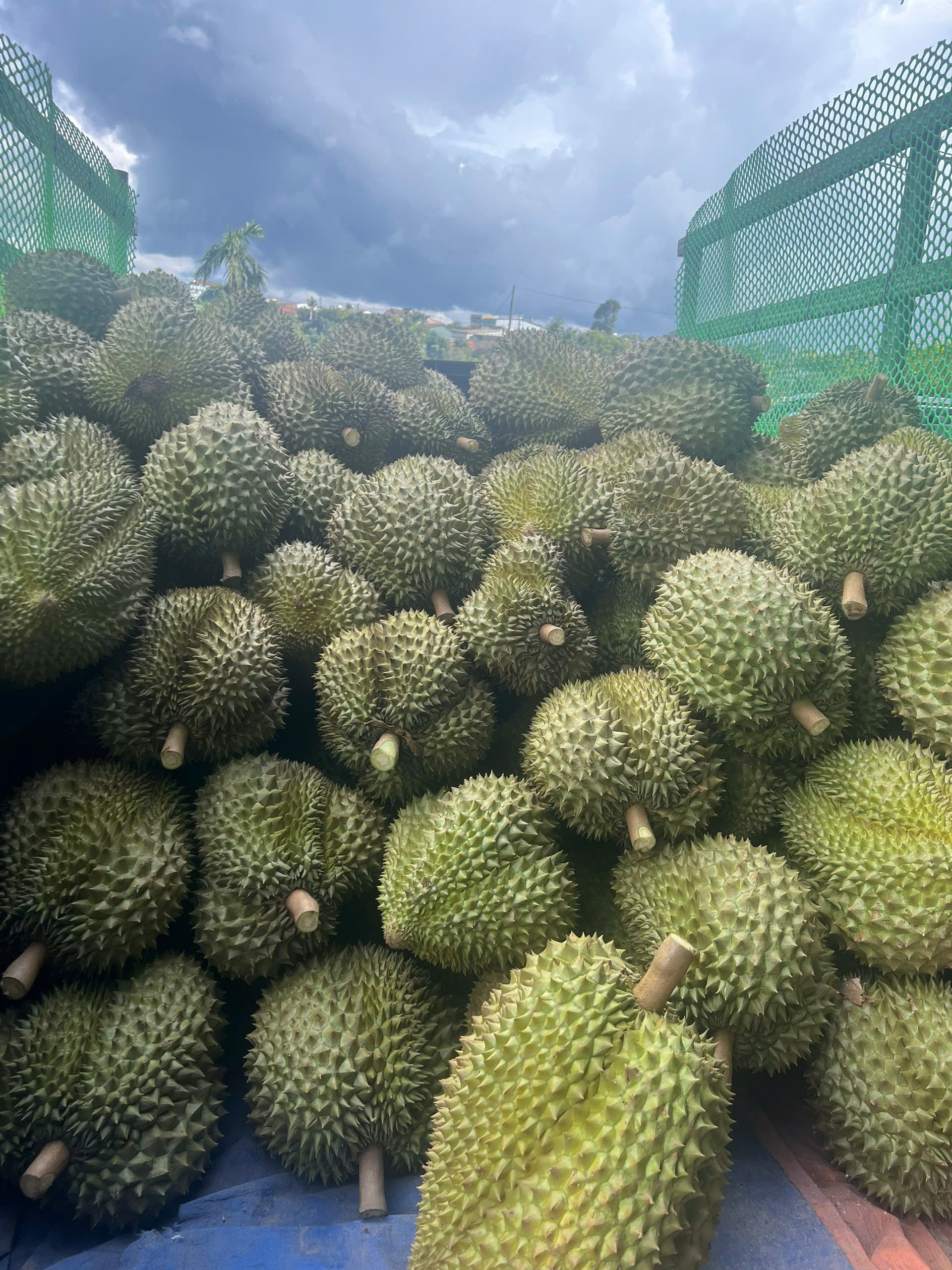 3 Bán Sầu Riêng Toàn Quốc   Ship Tận Nơi