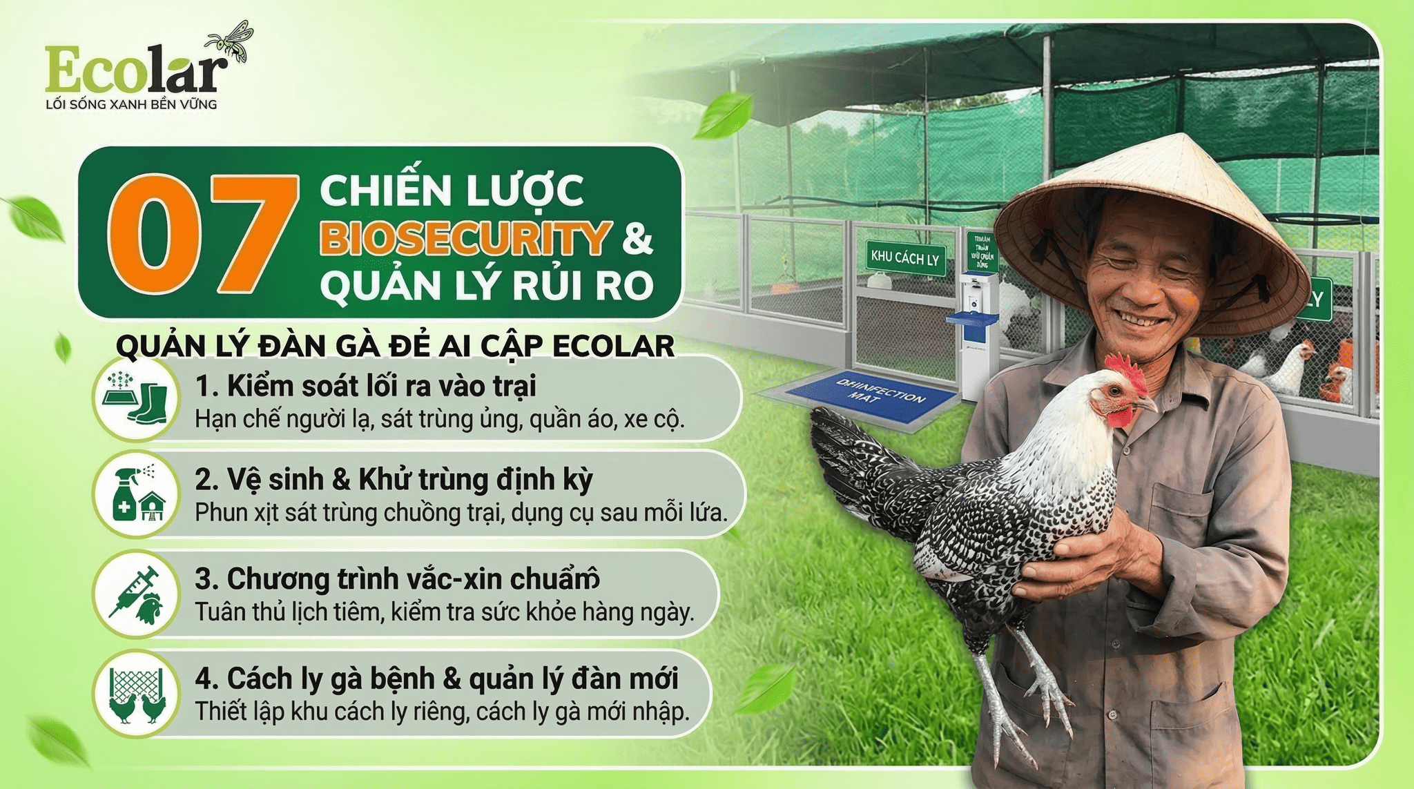 Phương Pháp Quản Trị Đàn gà Ai Cập: Nền Tảng Khởi Nghiệp Chăn Nuôi Bài Bản