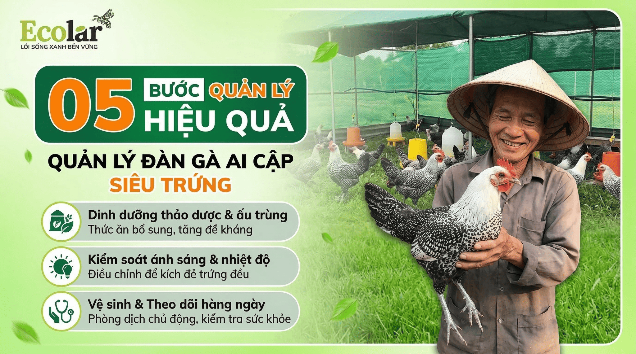 3 Phương Pháp Quản Trị Đàn gà Ai Cập: Nền Tảng Khởi Nghiệp Chăn Nuôi Bài Bản