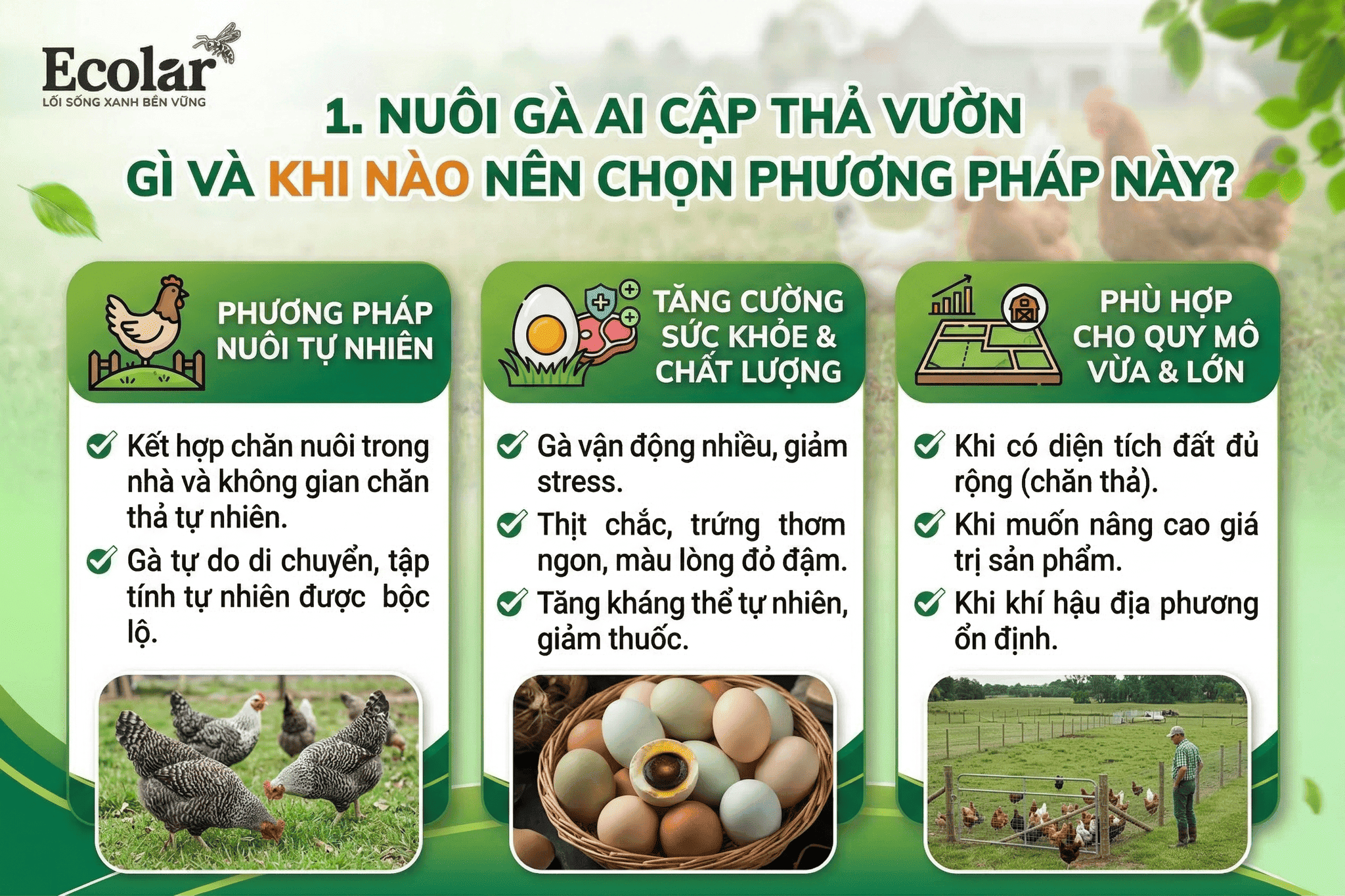 Cẩm Nang Kỹ Thuật Nuôi gà Ai Cập Thả Vườn Đạt Chuẩn Sinh Thái Cho Người Mới