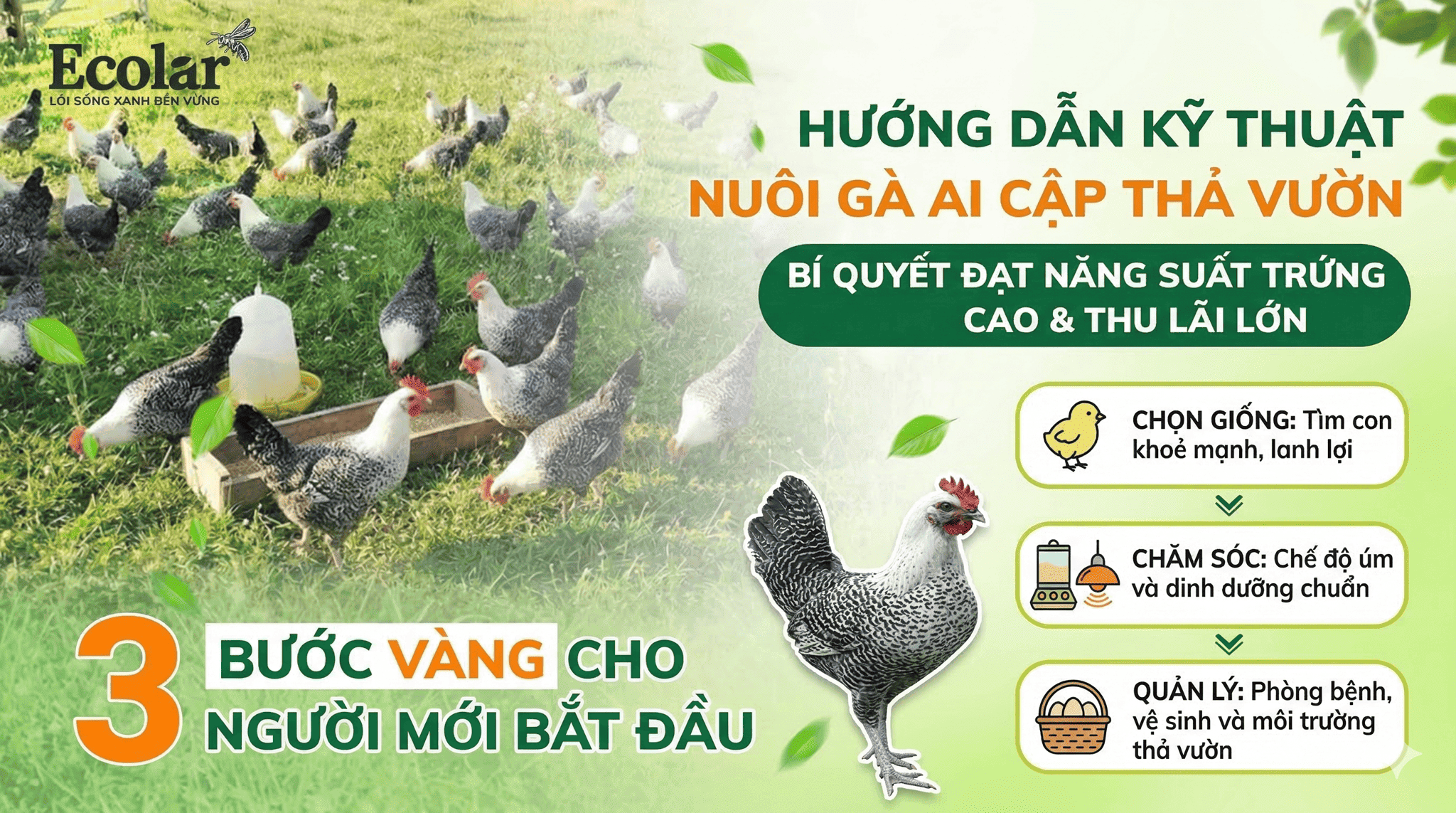 2 Cẩm Nang Kỹ Thuật Nuôi gà Ai Cập Thả Vườn Đạt Chuẩn Sinh Thái Cho Người Mới