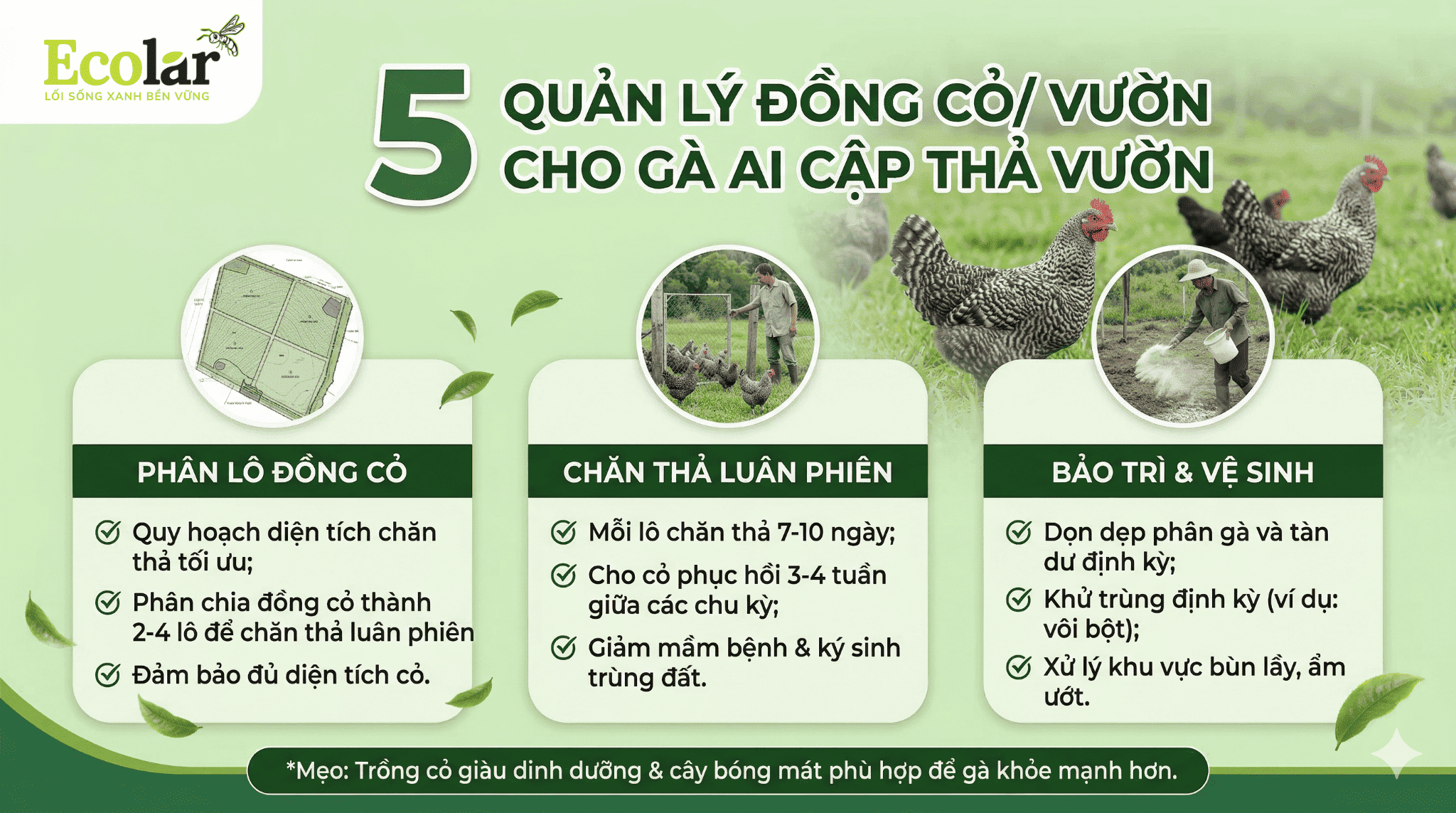 3 Cẩm Nang Kỹ Thuật Nuôi gà Ai Cập Thả Vườn Đạt Chuẩn Sinh Thái Cho Người Mới