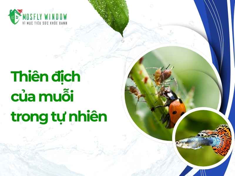 Khắc tinh của loài muỗi   Giải pháp diệt muỗi an toàn, hiệu quả 99