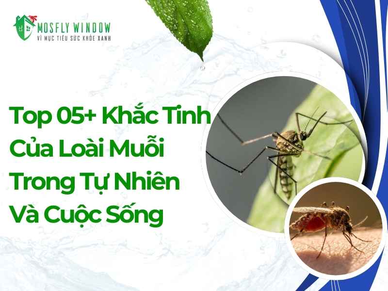 1 Khắc tinh của loài muỗi   Giải pháp diệt muỗi an toàn, hiệu quả 99