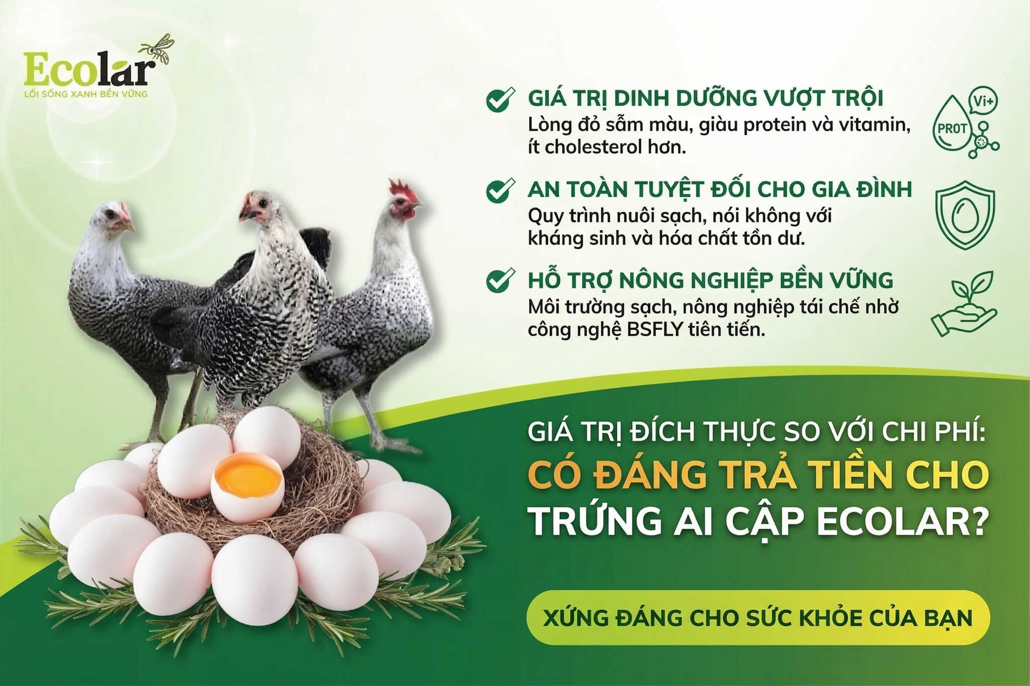 Toàn Tập Về Trứng gà Ai Cập: Đánh Giá Giá Trị Dinh Dưỡng Và Hướng Dẫn Mua Sắm Thông Thái