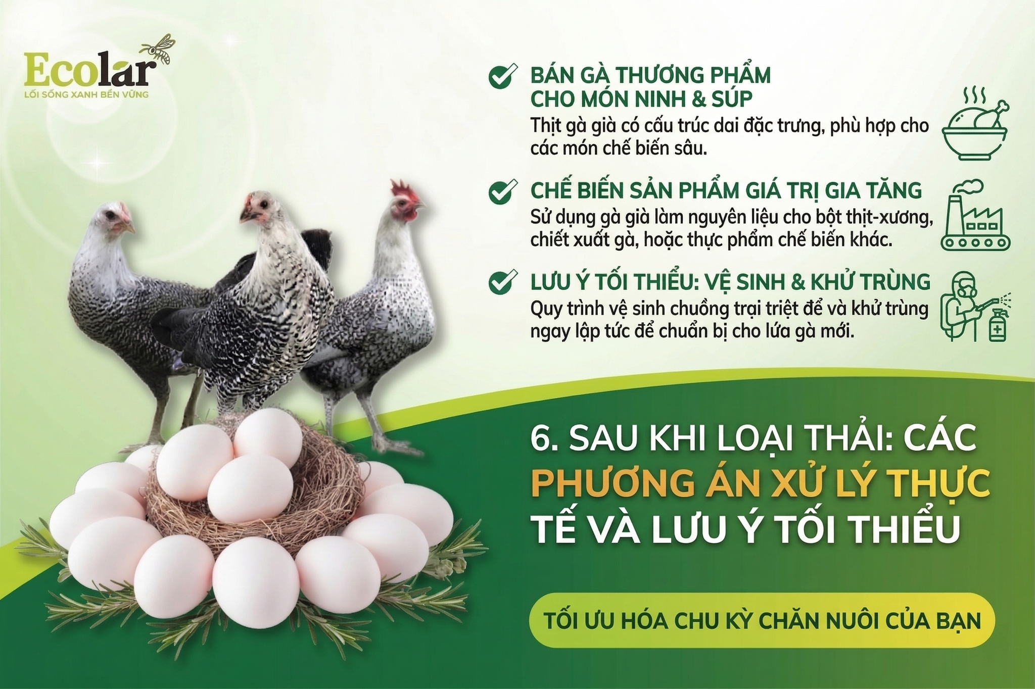 Chiến thuật xác định thời điểm dừng khai thác gà Ai Cập cho người mới