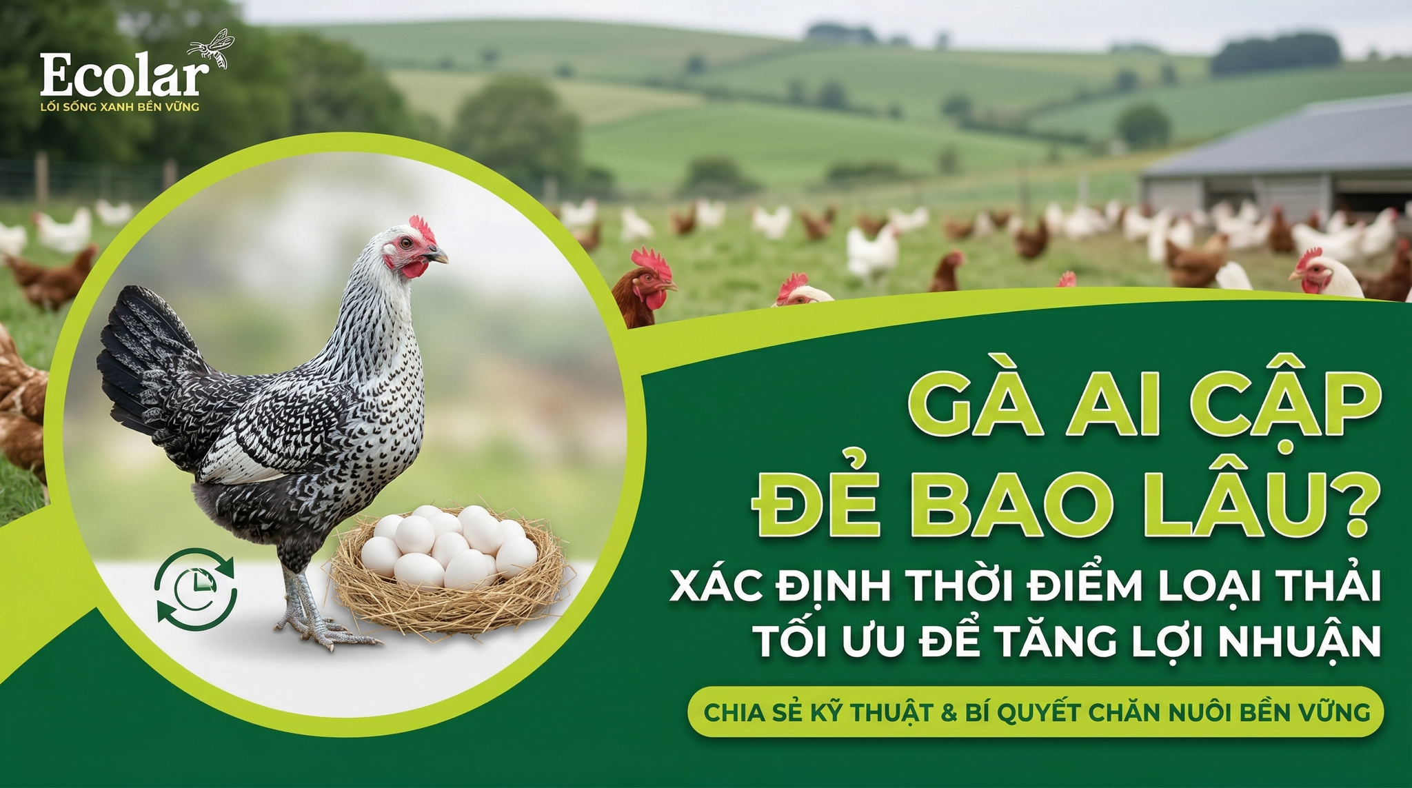 3 Chiến thuật xác định thời điểm dừng khai thác gà Ai Cập cho người mới