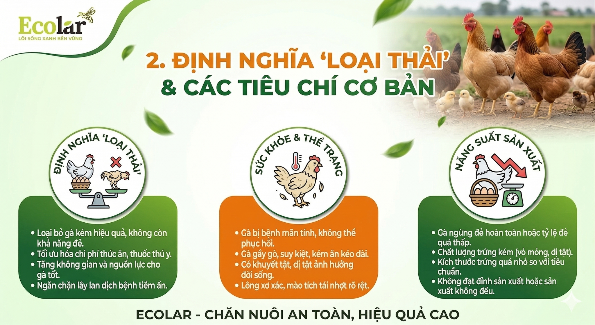 2 Chiến thuật xác định thời điểm dừng khai thác gà Ai Cập cho người mới