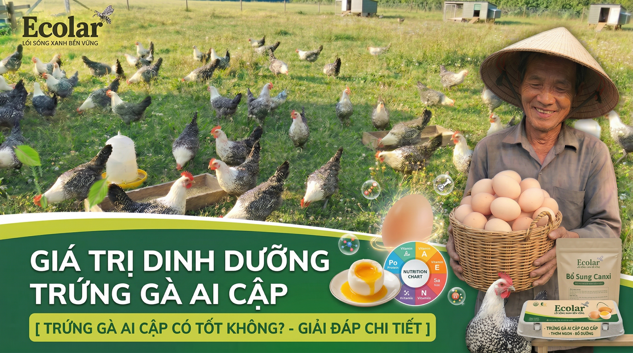 3 Toàn Tập Về Trứng gà Ai Cập: Đánh Giá Giá Trị Dinh Dưỡng Và Hướng Dẫn Mua Sắm Thông Thái