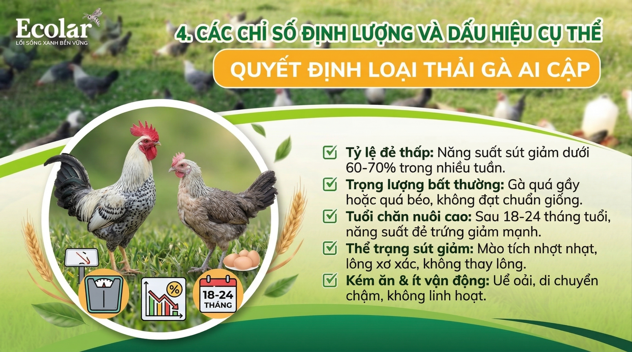 1 Chiến thuật xác định thời điểm dừng khai thác gà Ai Cập cho người mới