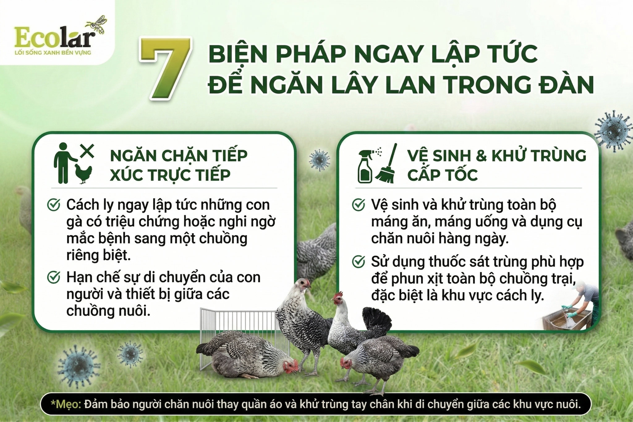 Bí Quyết Cấp Cứu gà Ai Cập Bị Rối Loạn Tiêu Hóa Dành Cho Người Khởi Nghiệp
