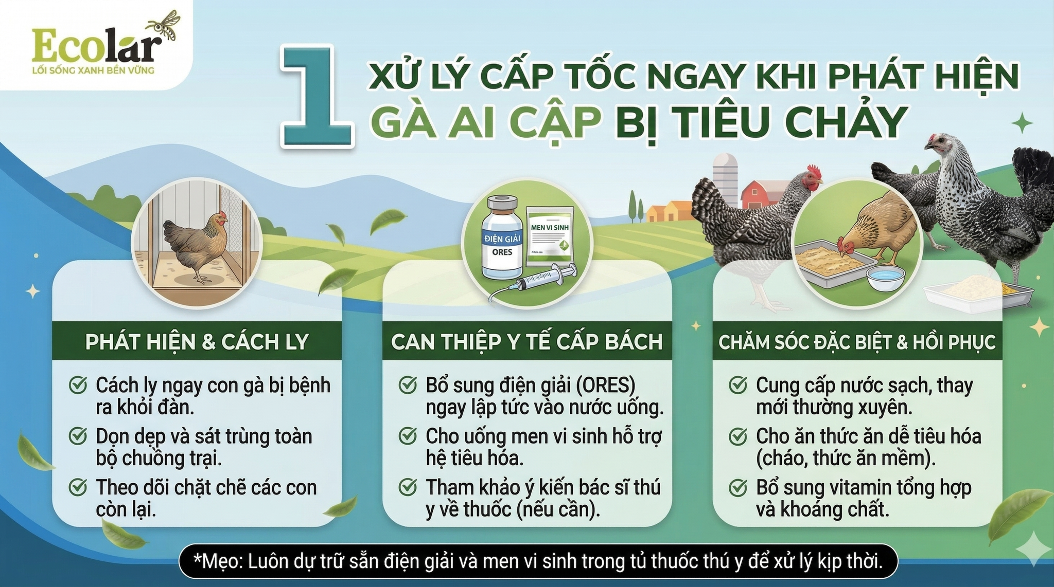 2 Bí Quyết Cấp Cứu gà Ai Cập Bị Rối Loạn Tiêu Hóa Dành Cho Người Khởi Nghiệp