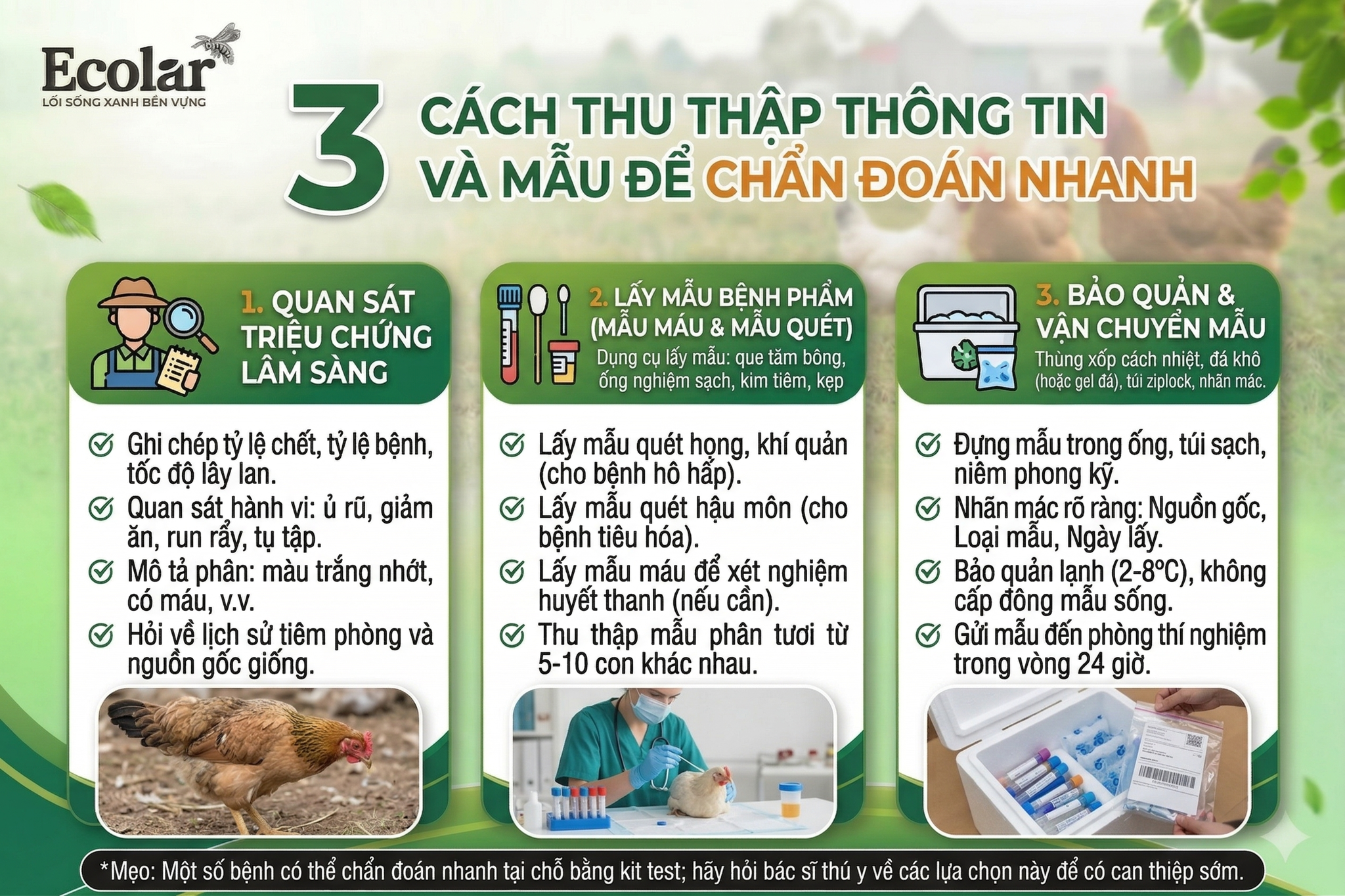 1 Bí Quyết Cấp Cứu gà Ai Cập Bị Rối Loạn Tiêu Hóa Dành Cho Người Khởi Nghiệp