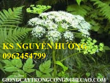 Cây giống đương quy, hạt giống đương quy. địa chỉ cung cấp cây giống ăn quả, cây giống dược liệu