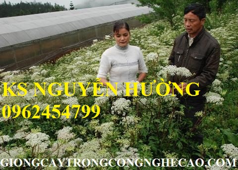 1 Cây giống đương quy, hạt giống đương quy. địa chỉ cung cấp cây giống ăn quả, cây giống dược liệu