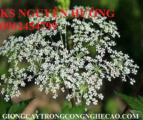 2 Cây giống đương quy, hạt giống đương quy. địa chỉ cung cấp cây giống ăn quả, cây giống dược liệu