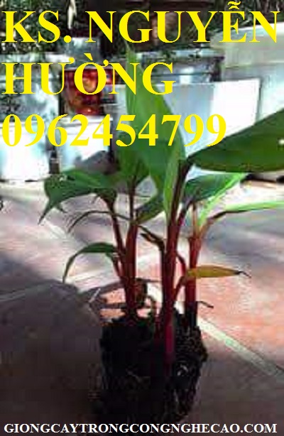 1 Chuối đỏ, chuối úc, chuối đỏ đacca. Cung cấp các loại giống cây chuối, giao hàng toàn quốc 1 Chuối đỏ, chuối úc, chuối đỏ đacca. Cung cấp các loại giống cây chuối, giao hàng toàn quốc