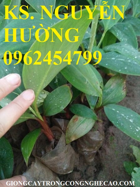 4 Chuối đỏ, chuối úc, chuối đỏ đacca. Cung cấp các loại giống cây chuối, giao hàng toàn quốc 4 Chuối đỏ, chuối úc, chuối đỏ đacca. Cung cấp các loại giống cây chuối, giao hàng toàn quốc