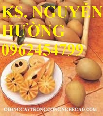 Cung cấp cây giống hồng xiêm xuân đỉnh, kỹ thuật trồng và chăm sóc hồng xiêm cho năng suất cao Cung cấp cây giống hồng xiêm xuân đỉnh, kỹ thuật trồng và chăm sóc hồng xiêm cho năng suất cao