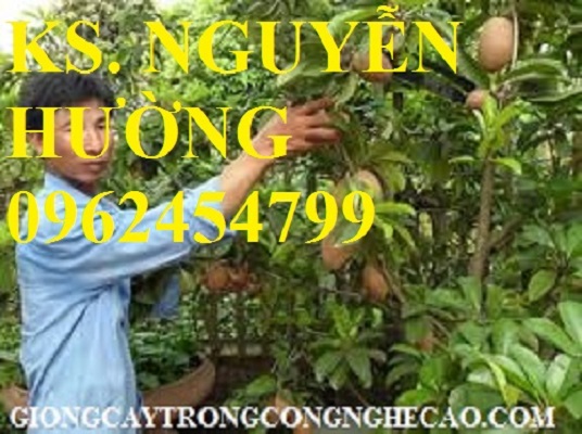 1 Cung cấp cây giống hồng xiêm xuân đỉnh, kỹ thuật trồng và chăm sóc hồng xiêm cho năng suất cao 1 Cung cấp cây giống hồng xiêm xuân đỉnh, kỹ thuật trồng và chăm sóc hồng xiêm cho năng suất cao