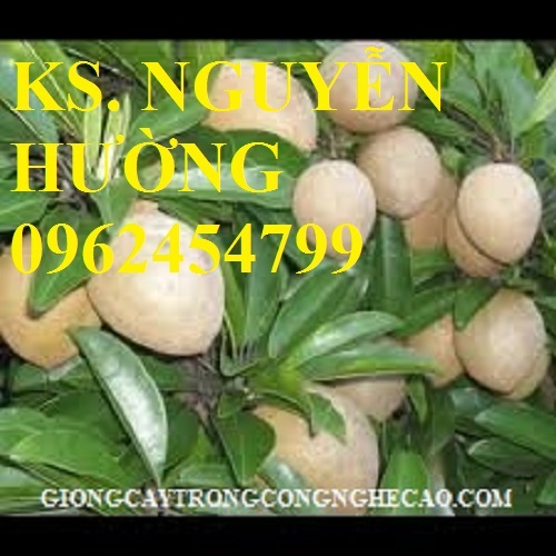 2 Cung cấp cây giống hồng xiêm xuân đỉnh, kỹ thuật trồng và chăm sóc hồng xiêm cho năng suất cao 2 Cung cấp cây giống hồng xiêm xuân đỉnh, kỹ thuật trồng và chăm sóc hồng xiêm cho năng suất cao