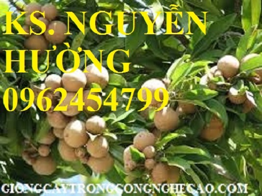 3 Cung cấp cây giống hồng xiêm xuân đỉnh, kỹ thuật trồng và chăm sóc hồng xiêm cho năng suất cao 3 Cung cấp cây giống hồng xiêm xuân đỉnh, kỹ thuật trồng và chăm sóc hồng xiêm cho năng suất cao