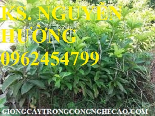 4 Cung cấp cây giống hồng xiêm xuân đỉnh, kỹ thuật trồng và chăm sóc hồng xiêm cho năng suất cao 4 Cung cấp cây giống hồng xiêm xuân đỉnh, kỹ thuật trồng và chăm sóc hồng xiêm cho năng suất cao