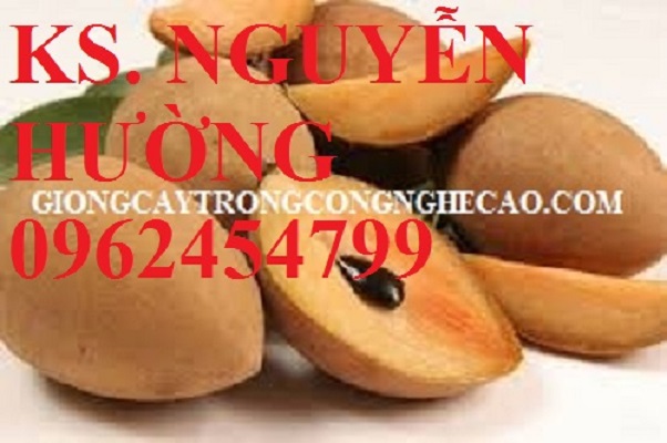 6 Cung cấp cây giống hồng xiêm xuân đỉnh, kỹ thuật trồng và chăm sóc hồng xiêm cho năng suất cao 6 Cung cấp cây giống hồng xiêm xuân đỉnh, kỹ thuật trồng và chăm sóc hồng xiêm cho năng suất cao