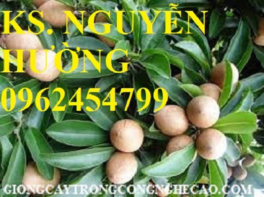 5 Cung cấp cây giống hồng xiêm xuân đỉnh, kỹ thuật trồng và chăm sóc hồng xiêm cho năng suất cao 5 Cung cấp cây giống hồng xiêm xuân đỉnh, kỹ thuật trồng và chăm sóc hồng xiêm cho năng suất cao