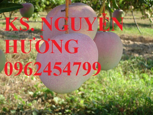Cung cấp cây giống xoài cát, xoài úc, xoài tím, cây giống chất lượng năng suất cao, giao cây toàn