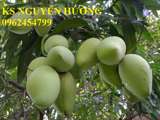 1 Cung cấp cây giống xoài cát, xoài úc, xoài tím, cây giống chất lượng năng suất cao, giao cây toàn