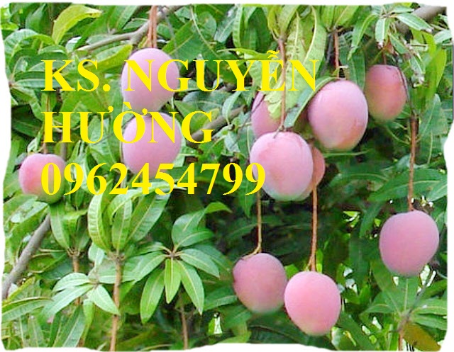 3 Cung cấp cây giống xoài cát, xoài úc, xoài tím, cây giống chất lượng năng suất cao, giao cây toàn